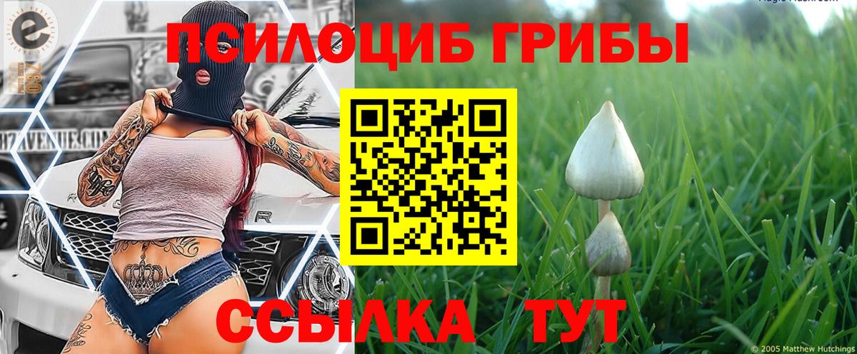 Псилоцибиновые грибы Cubensis Невинномысск